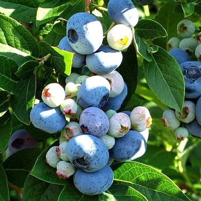 Голубика ВЕЙМУТ в Видном