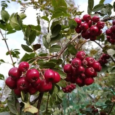 Рябина ГРАНАТНАЯ сладкоплодная в Видном