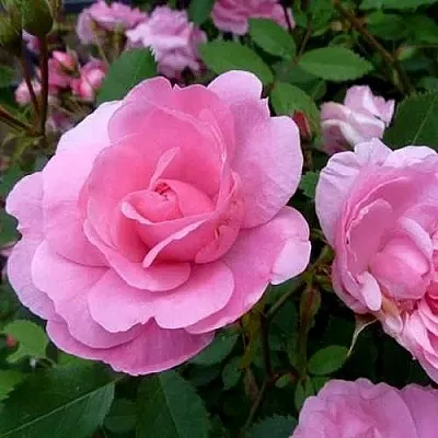 Саженцы роз ДЖОН ДЭВИС плетистая  Саженцы роз ДЖОН ДЭВИС плетистая в Видном