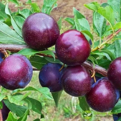 Шарафуга ВЕЛЬВЕТ САНРАЙЗ — описание сорта Шарафуга ВЕЛЬВЕТ САНРАЙЗ в Видном