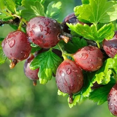 Крыжовник СЕРЕНАДА  Крыжовник СЕРЕНАДА в Видном