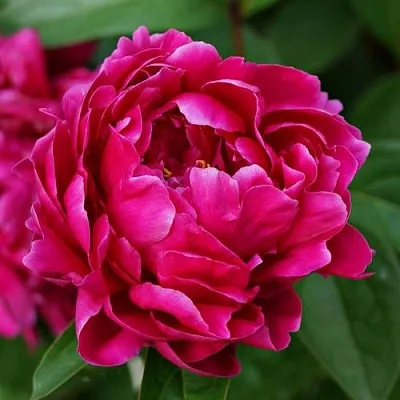 Пион ЛУИ ВАН-ГУТТ травянистый  Пион ЛУИ ВАН-ГУТТ травянистый в Видном