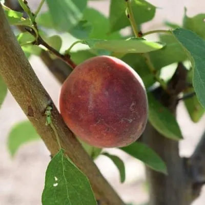 Плумкот БИРИКОККОЛО СУЗИНКОККО  Плумкот БИРИКОККОЛО СУЗИНКОККО в Видном