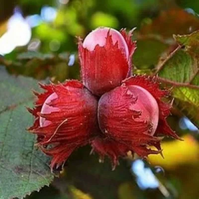 Фундук КРАСНЫЙ ЯНТАРЬ — описание сорта Фундук КРАСНЫЙ ЯНТАРЬ в Видном