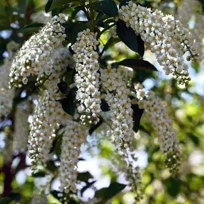 Черемуха виргинская ШУБЕРТ  Черемуха виргинская ШУБЕРТ в Видном