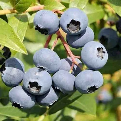 Голубика КРОЭТЭН  Голубика КРОЭТЭН в Видном