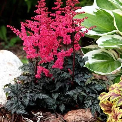 Астильба МУЛЕН РУЖ курчавая  Астильба МУЛЕН РУЖ курчавая в Видном