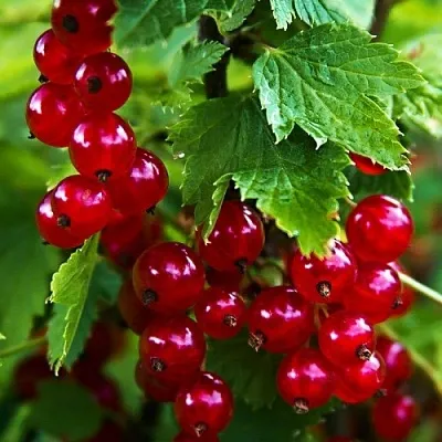Смородина красная РОЛАН  Смородина красная РОЛАН в Видном