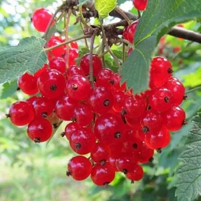 Смородина красная КРАСНАЯ АНДРЕЙЧЕНКО  Смородина красная КРАСНАЯ АНДРЕЙЧЕНКО в Видном