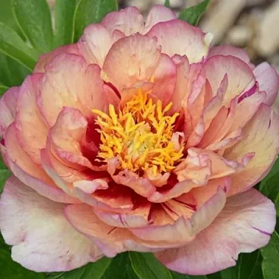 Пион КЭЛЛИС МЕМОРИ ито-гибрид  Пион КЭЛЛИС МЕМОРИ ито-гибрид в Видном