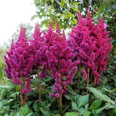 Астильба ВИЖНС китайская  Астильба ВИЖНС китайская в Видном