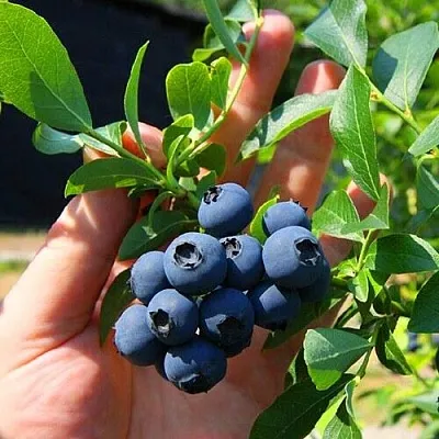 Голубика НОРТ КАНТРИ в Видном
