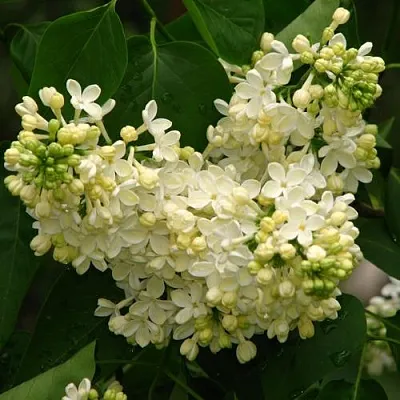 Сирень ПРИМРОУЗ в Видном