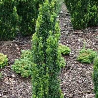 Тис ВОЙТЕК средний   Тис ВОЙТЕК средний  в Видном