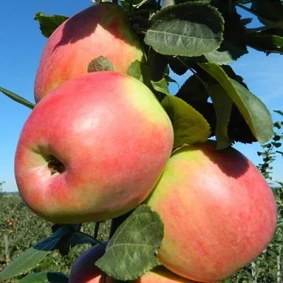 Яблоня БРЯНСКОЕ РОЗОВОЕ в Видном