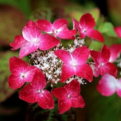 Гортензия КУРЕНАИ пильчатая в Видном