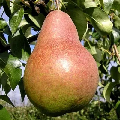 Груша КИРГИЗСКАЯ ЗИМНЯЯ  Груша КИРГИЗСКАЯ ЗИМНЯЯ в Видном