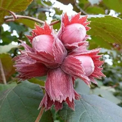 Фундук СКАРЛЕТТ  Фундук СКАРЛЕТТ в Видном