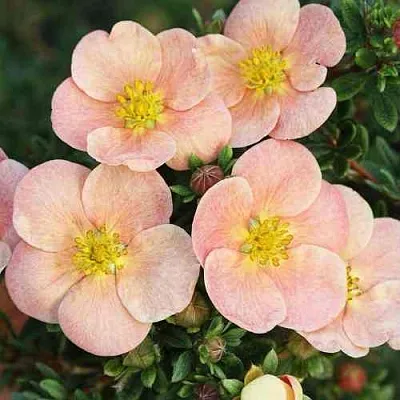 Лапчатка ДЕЙДАУН кустарниковая   Лапчатка ДЕЙДАУН кустарниковая  в Видном