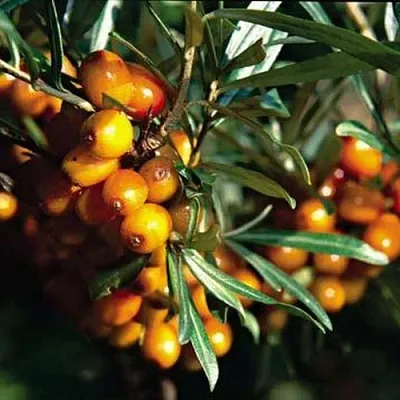 Облепиха ДАР КАЗАКОВУ в Видном