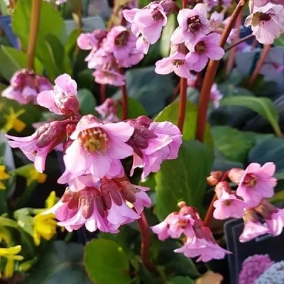 Бадан БЭБИ ДОЛЛ  Бадан БЭБИ ДОЛЛ в Видном