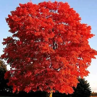 Дуб красный  в Видном