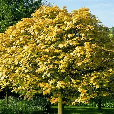 Клен ложноплатановый в Видном