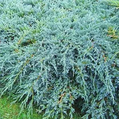 Можжевельник БЛЮ КАРПЕТ чешуйчатый в Видном