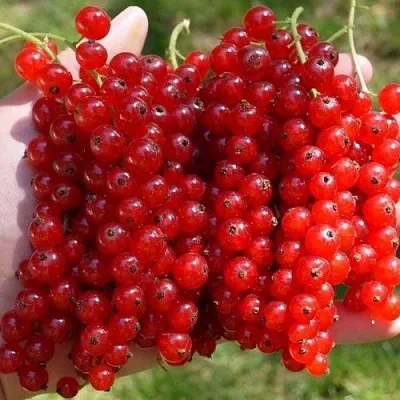 Смородина красная РЕД ПУЛ  Смородина красная РЕД ПУЛ в Видном