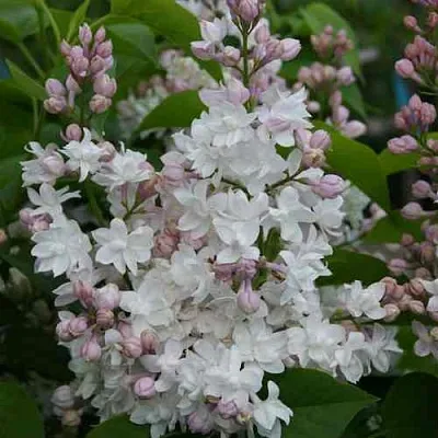 Сирень КРАСАВИЦА МОСКВЫ  Сирень КРАСАВИЦА МОСКВЫ в Видном