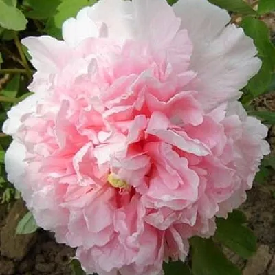 Пион БУКЕТ РОЗОВЫХ ГВОЗДИК древовидный  Пион БУКЕТ РОЗОВЫХ ГВОЗДИК древовидный в Видном