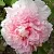 Пион БУКЕТ РОЗОВЫХ ГВОЗДИК древовидный в Видном