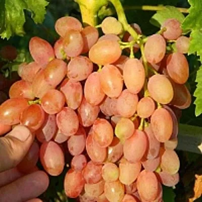 Виноград КИШМИШ ЛУЧИСТЫЙ  Виноград КИШМИШ ЛУЧИСТЫЙ в Видном