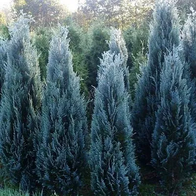 Кипарисовик ДАРТС БЛЮ РИББОН лавсона  Кипарисовик ДАРТС БЛЮ РИББОН лавсона в Видном