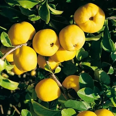 Айва ЦЕЗАРЬ  Айва ЦЕЗАРЬ в Видном