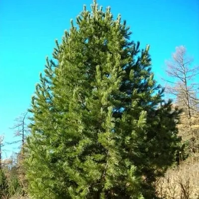 Сосна кедровая сибирская  Сосна кедровая сибирская в Видном