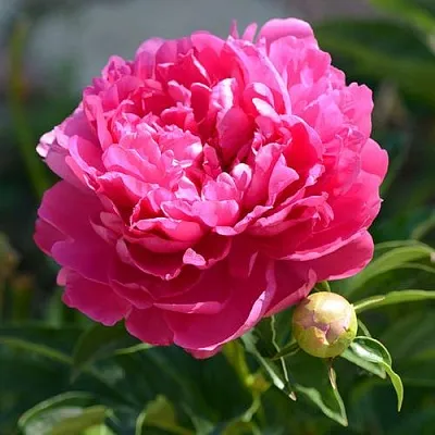 Пион БУШЕЛА травянистый  Пион БУШЕЛА травянистый в Видном