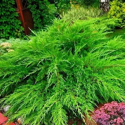 Можжевельник средний Mint Julep (МИНТ ДЖУЛЕП) в Видном