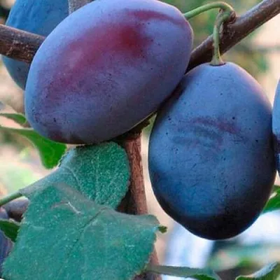 Слива СМОЛИНКА  Слива СМОЛИНКА в Видном