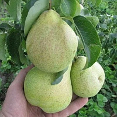 Груша КУДЕСНИЦА  Груша КУДЕСНИЦА в Видном