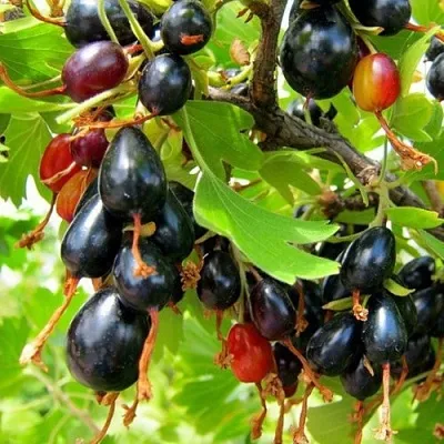 Смородина золотистая БОКАЛИНСКАЯ  Смородина золотистая БОКАЛИНСКАЯ в Видном