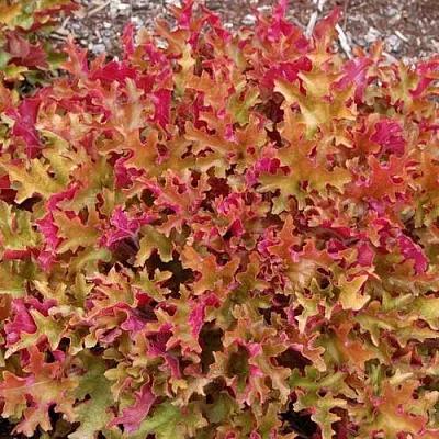 Гейхера МАРМЕЛАД в Видном