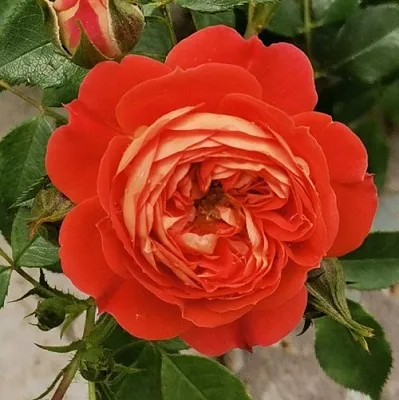 Саженцы роз СТАРЛЕТ РОУЗ КАРМЕН плетистая  Саженцы роз СТАРЛЕТ РОУЗ КАРМЕН плетистая в Видном