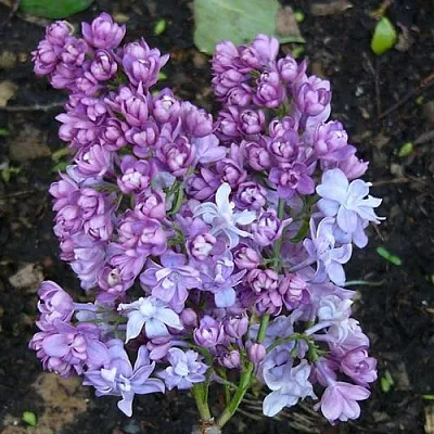 Сирень НАДЕЖДА  Сирень НАДЕЖДА в Видном