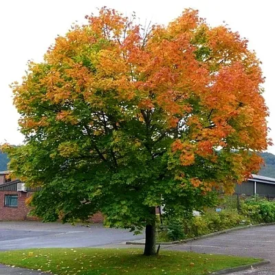 Клен остролистный в Видном