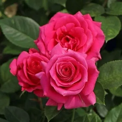 Саженцы роз ЛАВ ЛЕТТЕР флорибунда  Саженцы роз ЛАВ ЛЕТТЕР флорибунда в Видном