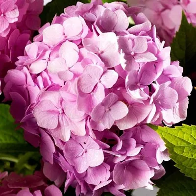 Гортензия БУКЕТ РОУЗ крупнолистная  Гортензия БУКЕТ РОУЗ крупнолистная в Видном