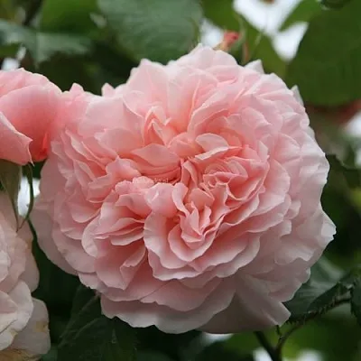 Саженцы роз РОЗ ДЕ ТОЛБИАК плетистая  Саженцы роз РОЗ ДЕ ТОЛБИАК плетистая в Видном