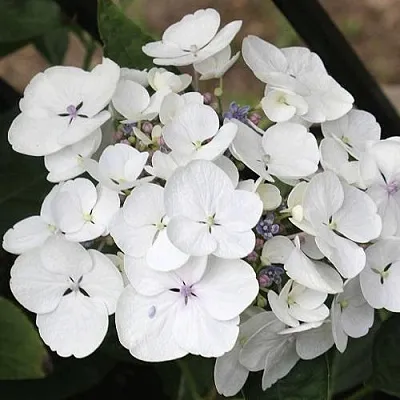 Гортензия ЛИБЕЛЛЕ крупнолистная в Видном