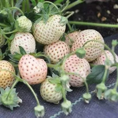 Клубника АНАНАСА ремонтантная — описание сорта Клубника АНАНАСА ремонтантная в Видном